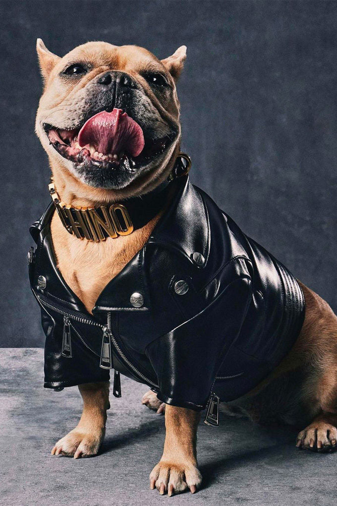 How to Choose the Best Harness: Essential French Bulldog Supply Tips - Woof Glow Gear