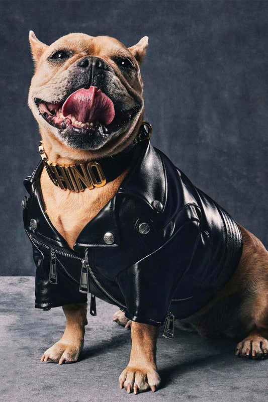 How to Choose the Best Harness: Essential French Bulldog Supply Tips - Woof Glow Gear